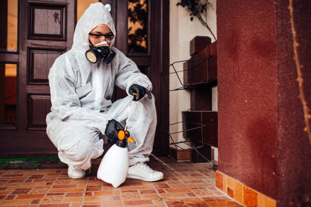 Attic and Crawl Space Rodent Treatment in Lake Stevens